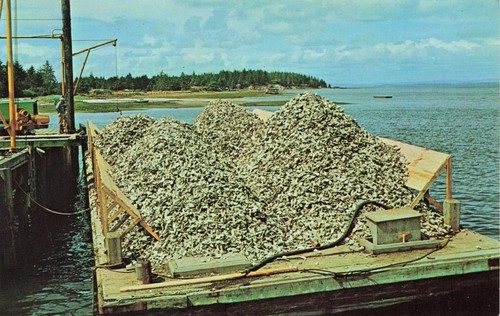 Oyster shell barge - shell, nahcotta