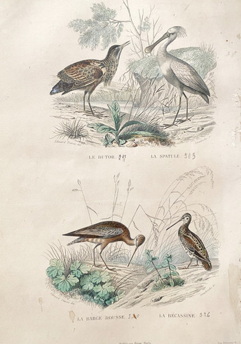 Lithography buffon 1837 - buffon,