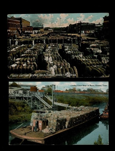 Two cotton cards macon - cotton,