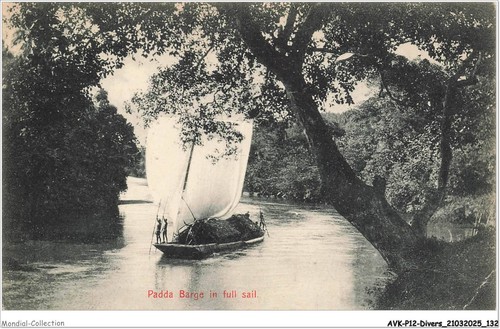 Avkp12 0725 sri - avkp12-0725-sri-lanka, padda